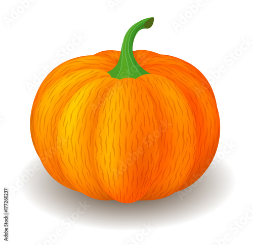 Vector semi realistic illustration of pumpkin. Isolated on white