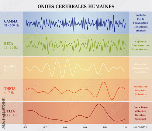 Ondes Cérébrales Humaines Diagramme / Illustration Multicolore - Texte en Français
