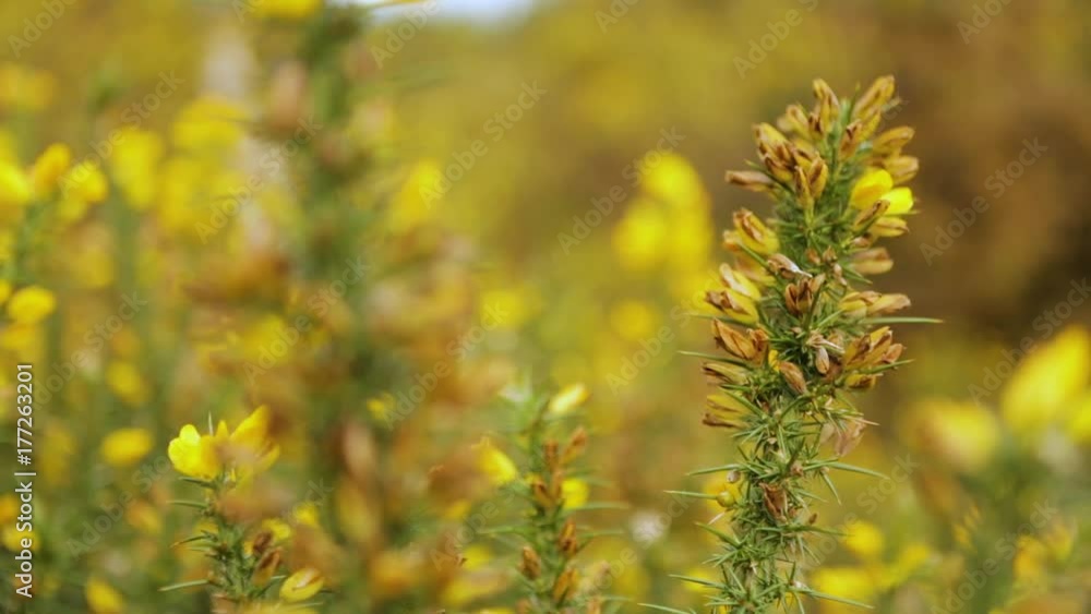 Bright yellow and green Gorse plant close up abstract background shot with bokeh blur. Wild flowers bloom in autumn Bright yellow and green Gorse plant close up abstract background shot with bokeh blur. Wild flowers bloom in autumn