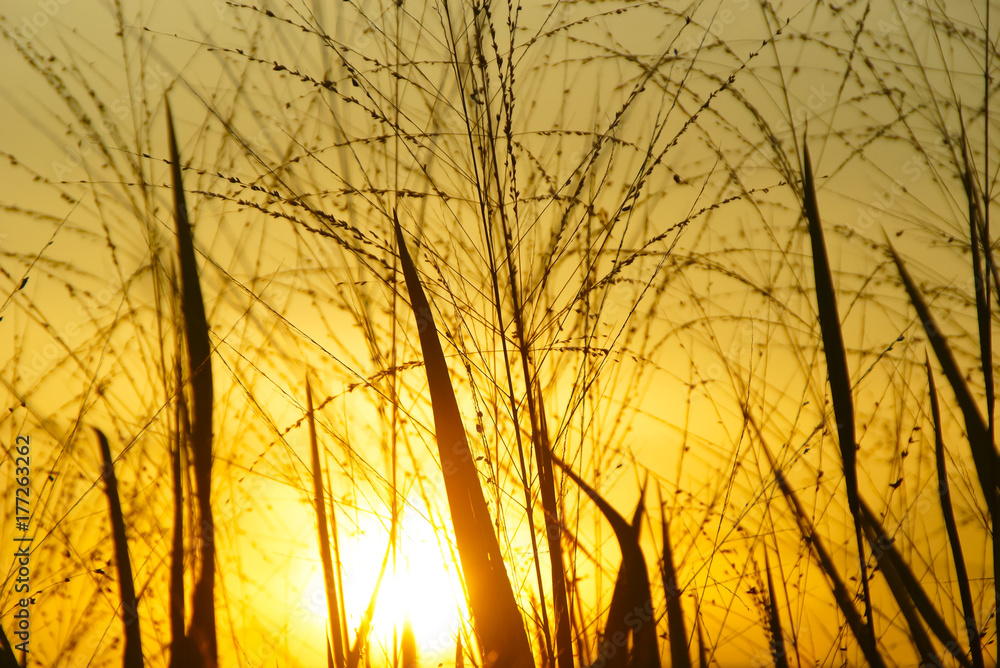 Wild Grass Silhouette Against Golden Hour Sky During Sunset Wild Grass Silhouette Against Golden Hour Sky During Sunset