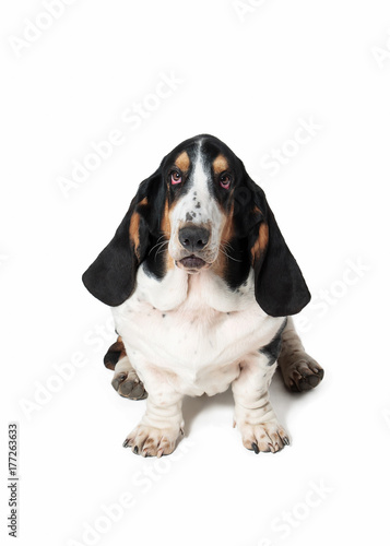 Dog. Basset hound dog on white background