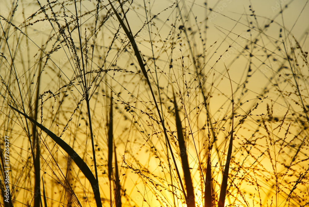 Wild Grass Silhouette Against Golden Hour Sky During Sunset Wild Grass Silhouette Against Golden Hour Sky During Sunset