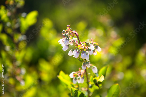 Blueberry bush with blossoms in early spring.