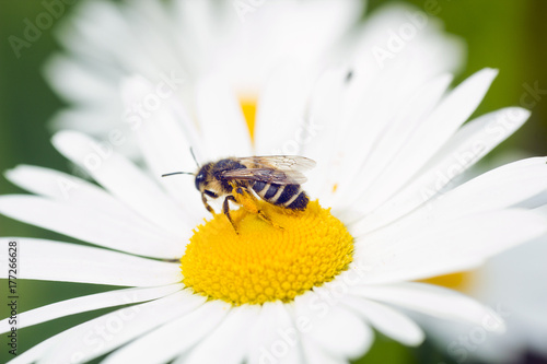 European honey bee on Camomile flower