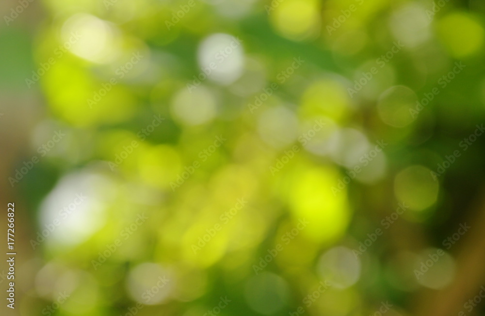 blurry light and plant in garden blurry light and plant in garden