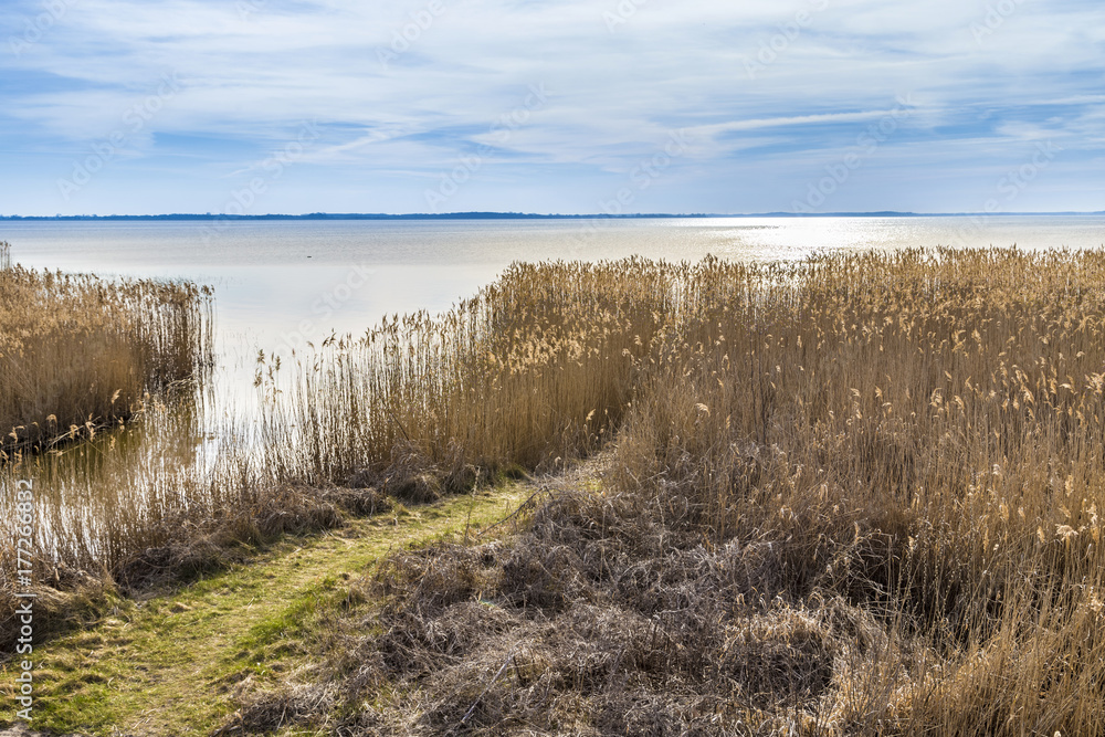 backwater at baltic sea with reed grass in Usedom
