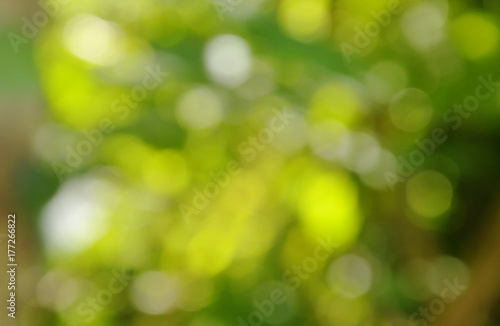 blurry light and plant in garden