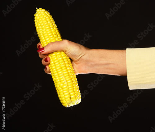 Farming and fall crops concept. Female hand holds corn photo