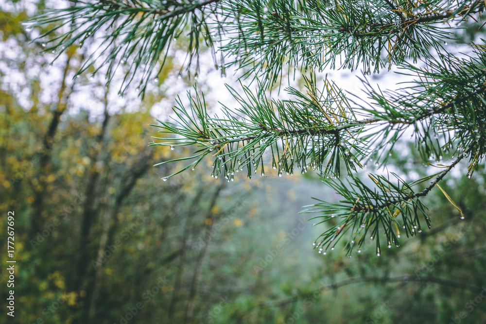 Obraz premium Macro view of needles of pine branches with a ramshackle background.
