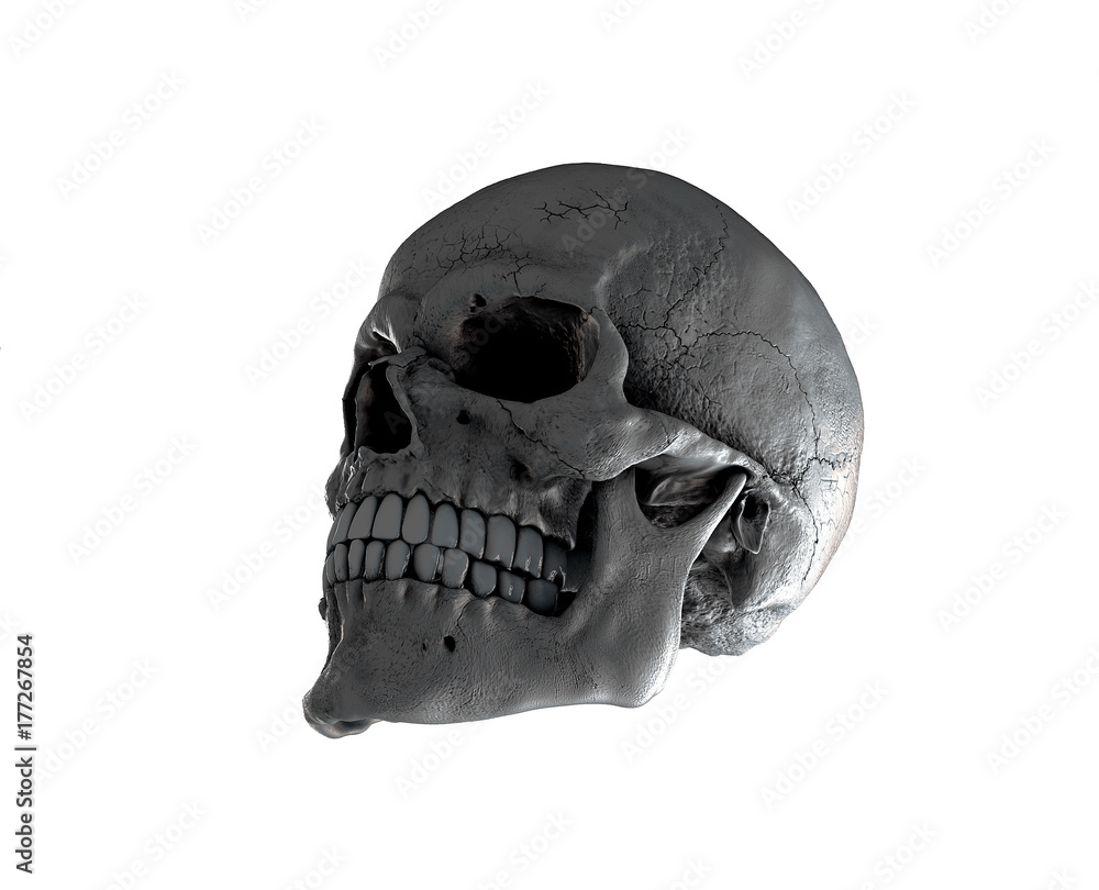 3d, appearance, bleak, body, bone, brain, clipping, cranium, dark, dead, death, decay, die, dying, face, fallen, fear, finality, front, ghost, graveyard, grim, halloween, head, heal, health, hell, hor 3d, appearance, bleak, body, bone, brain, clipping, cranium, dark, dead, death, decay, die, dying, face, fallen, fear, finality, front, ghost, graveyard, grim, halloween, head, heal, health, hell, hor