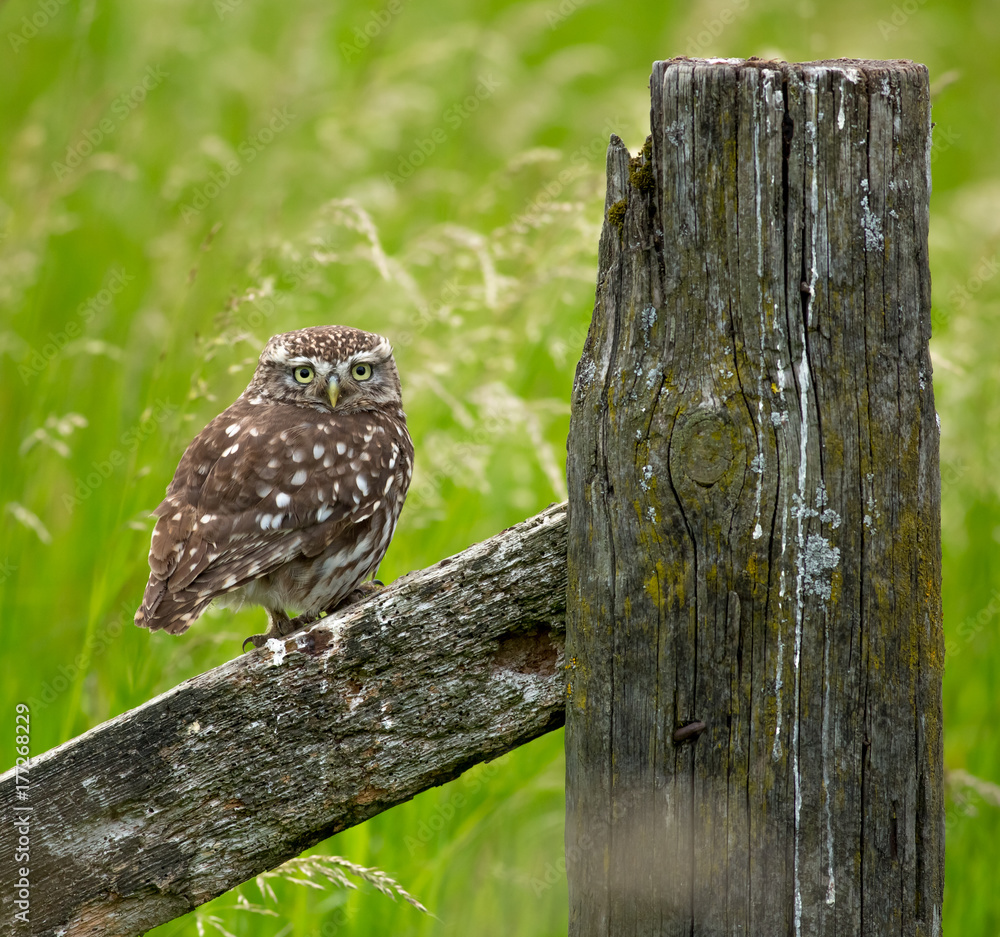 Obraz premium Little Owl (athene noctua) looking into the lens from a fence post.