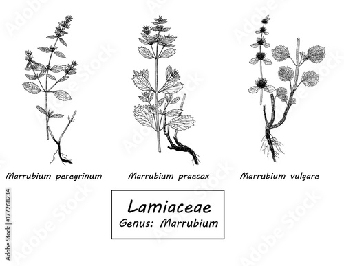 Vector hand drawn set of botanical illustration