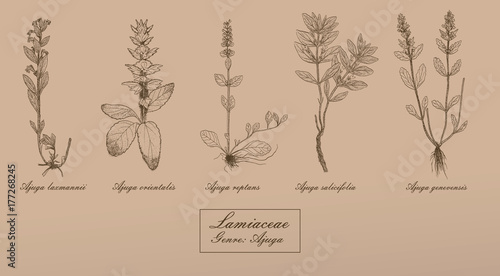 Vector hand drawn collection of herbs botanical illustration
