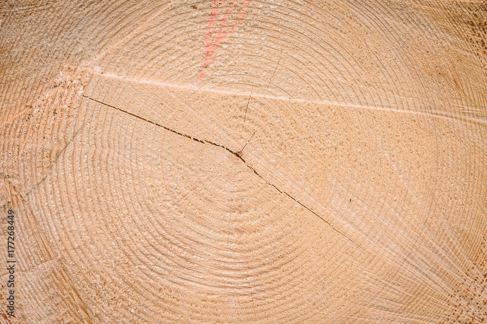 Fototapeta premium Stack of wood with annual rings