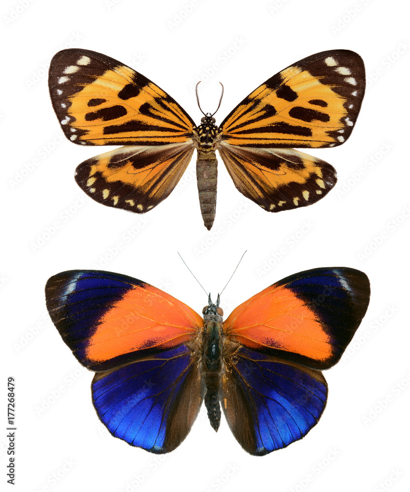Naklejka premium Set butterfly close up