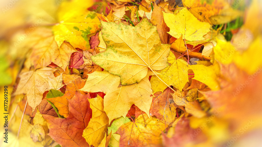 Bright autumn background from fallen leaves of maple