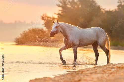 White horse in motion through the water with spray at pink dawn