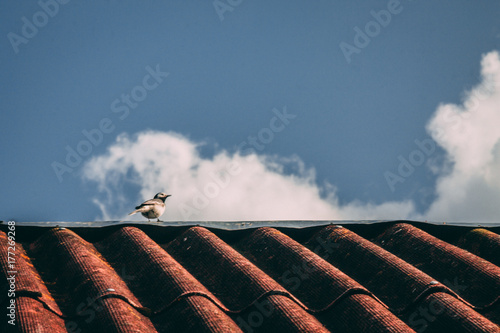 Photography Lonely bird sitting on the top of red roof with a blue sky on the background