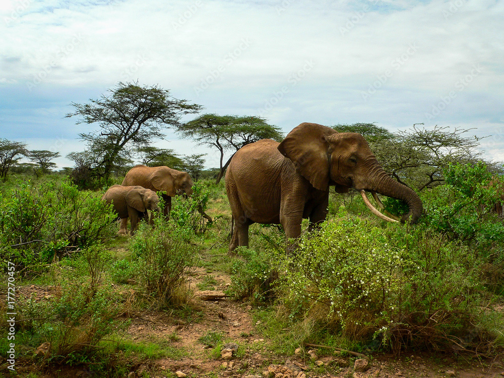 Fototapeta premium Herd of Young and Old Elephants in Samburu National Park, Kenya
