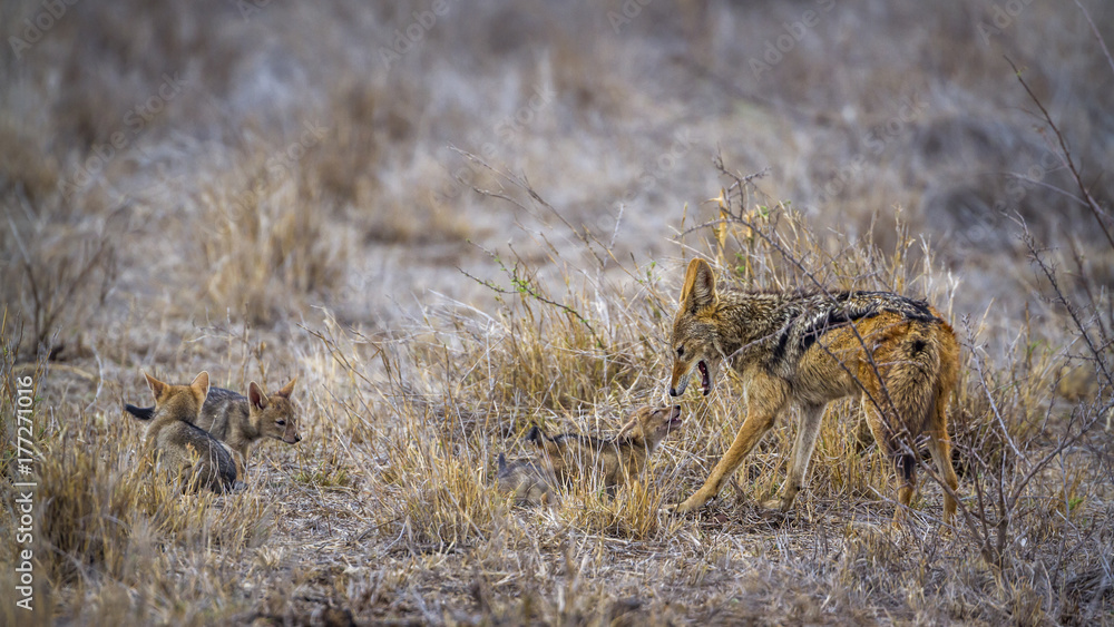 Black-backed jackal in Kruger National park, South Africa Black-backed jackal in Kruger National park, South Africa