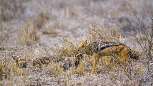 Black-backed jackal in Kruger National park  South Africa