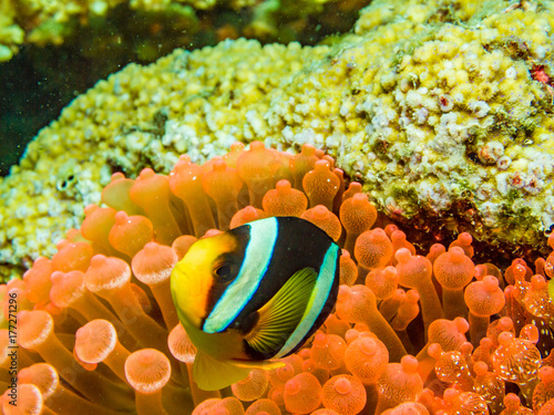 Clark's anemonefish and sea anemone photo