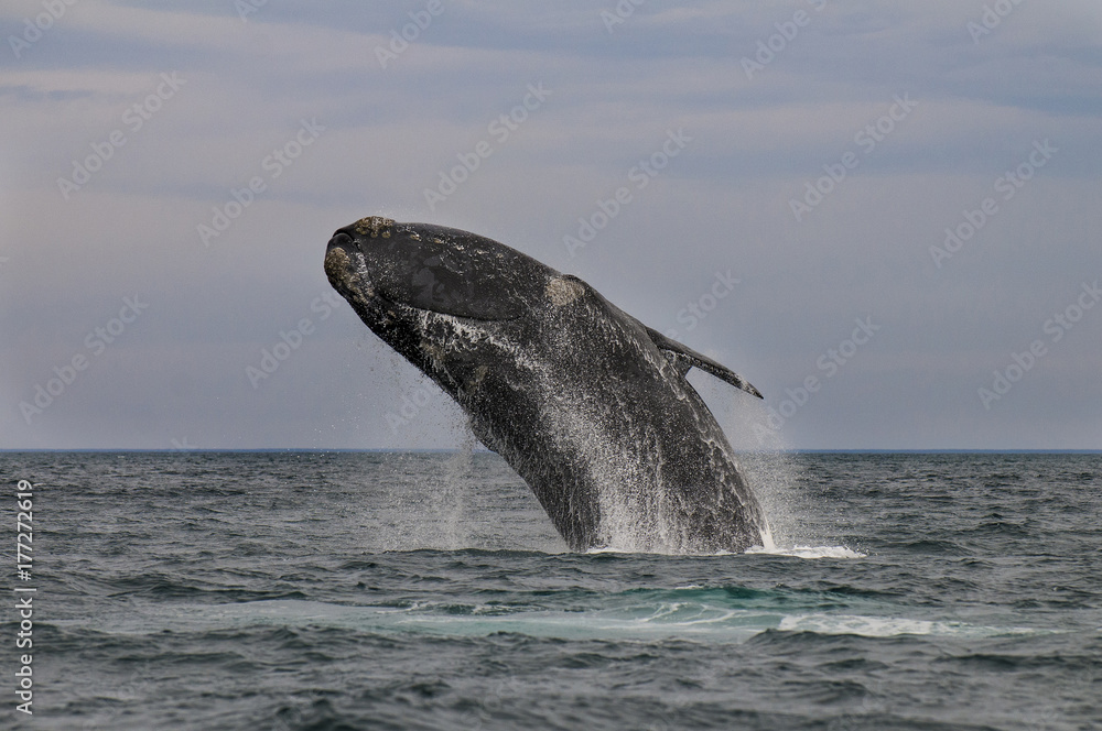 Obraz premium Whale Patagonia Argentina