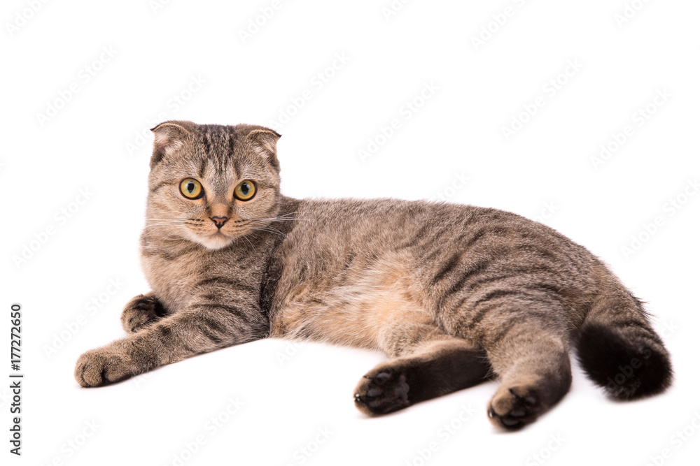 Obraz premium Gray Scottish cat on a white background