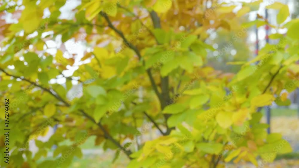 Golden autumn leaves falling from trees in slow motion. Golden autumn leaves falling from trees in slow motion.