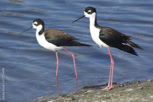 Black-necked Stilts
