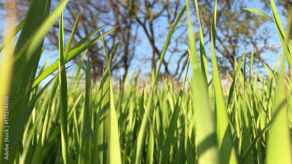 Wheat green field waves moved by summer wind nature Green field and sky blue with white cloud trees wind Wheat green field waves moved by summer wind nature Green field and sky blue with white cloud trees wind