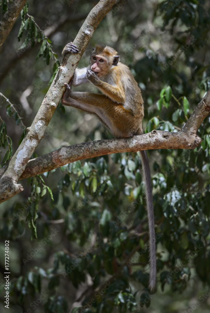 Toque Macaque - Macaca sinica, Sri Lanka Toque Macaque - Macaca sinica, Sri Lanka