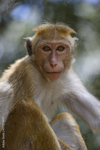 Toque Macaque - Macaca sinica, Sri Lanka © David
