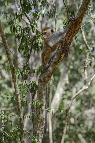 Toque Macaque - Macaca sinica  Sri Lanka