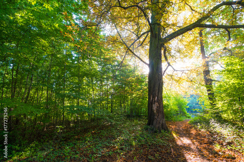 Sonnenstrahlen in einem Walden im Herbst © kentauros