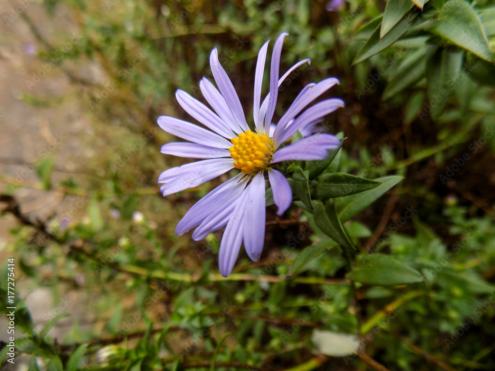 Beautiful blue flower Beautiful blue flower