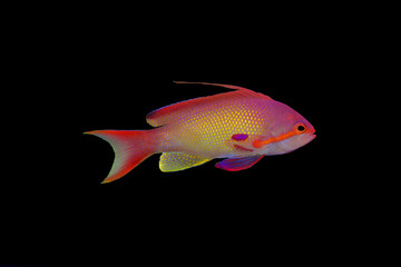 Isolated anthias fish on black background