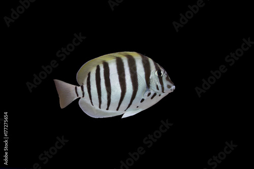 Convict tang isolated on black background photo