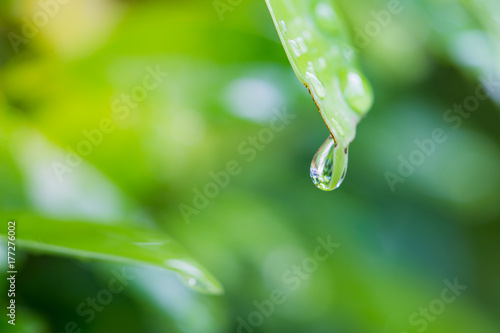 Close up of a water drops on leaves after rainy day