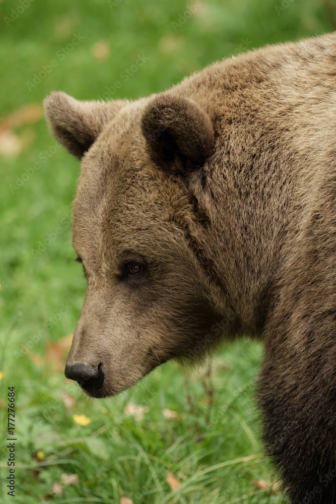 Naklejka premium Head of a brown bear