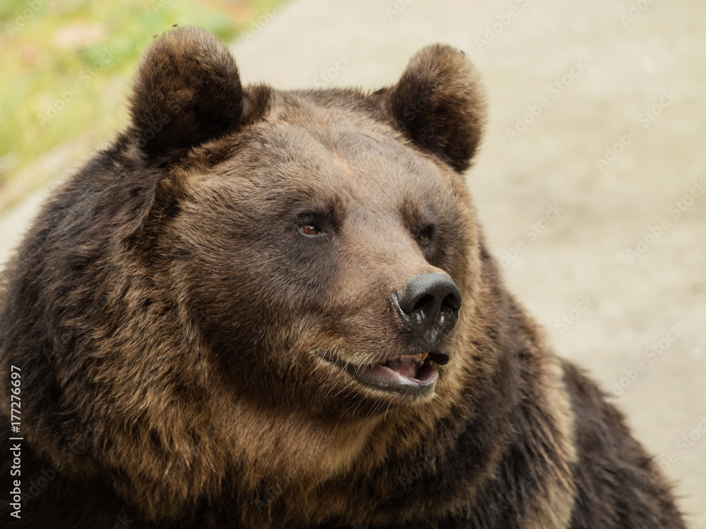 Head of a brown bear