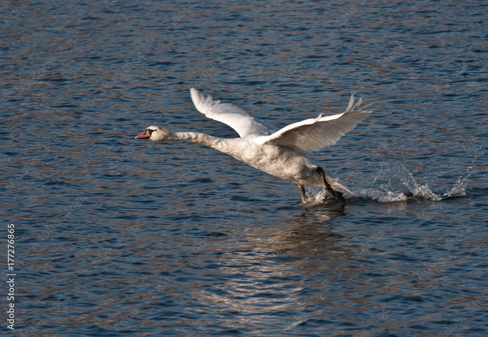 Swans Swans