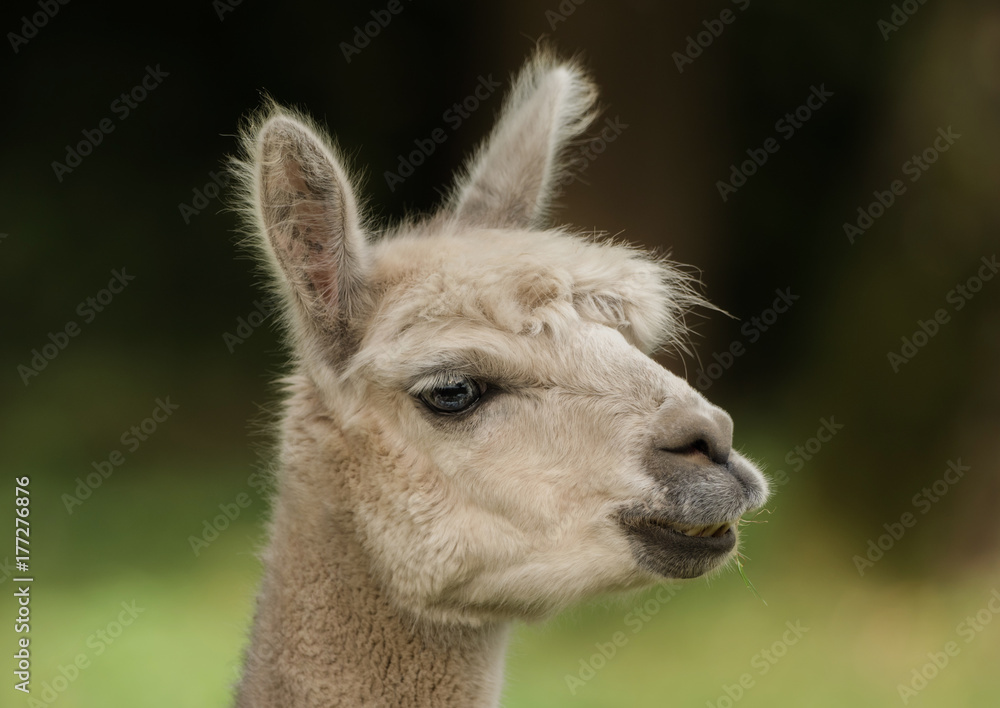 Head of a llama