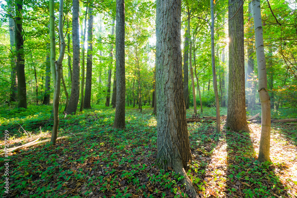 Naklejka premium Sonnenstrahlen in einem Walden im Herbst