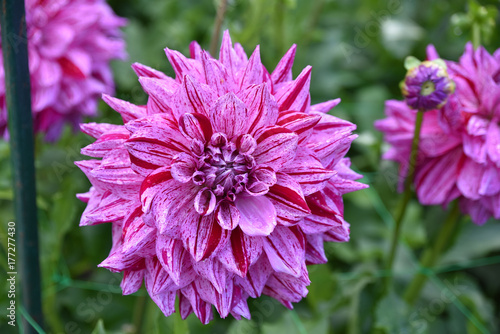 Fototapeta Naklejka Na Ścianę i Meble -  Dahlia mauve et rouge au jardin en été