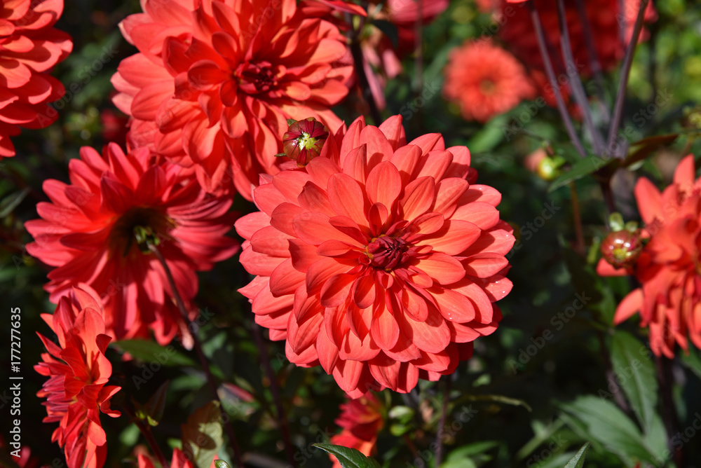 Dahlia rouge au jardin en été Dahlia rouge au jardin en été