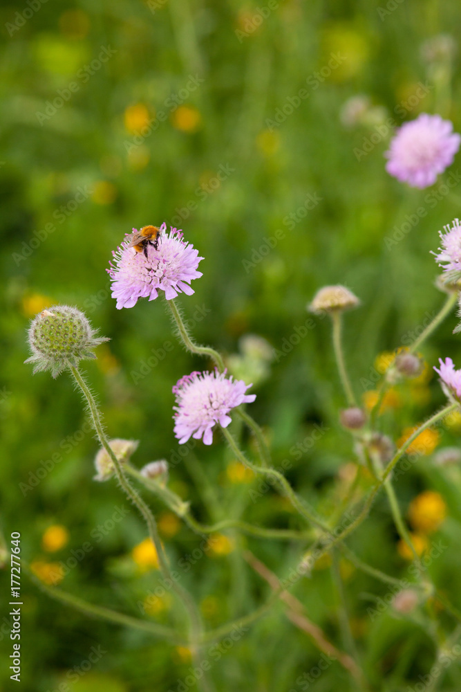 Bumble bee on a thistle Bumble bee on a thistle