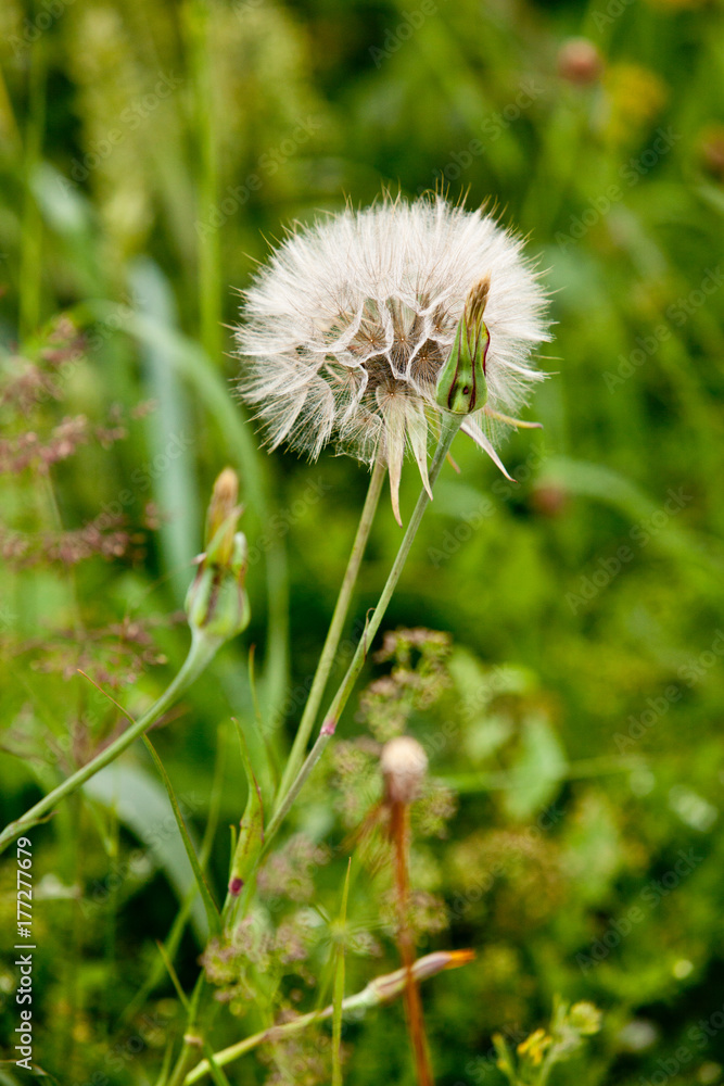 Fototapeta premium Overblown dandelion