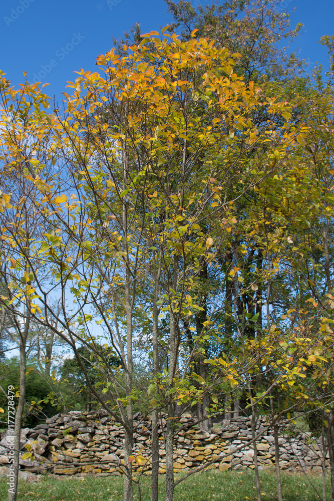 Naklejka premium Autumn Colors