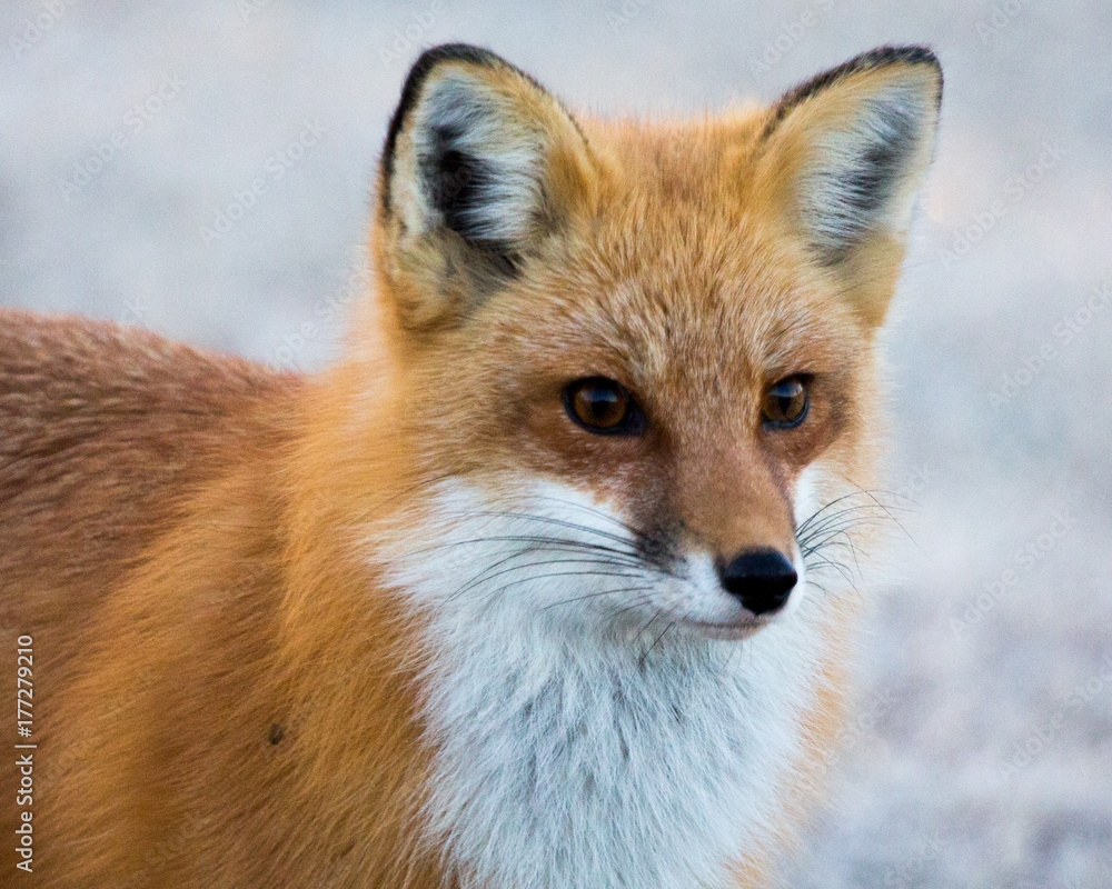 Fototapeta premium Red fox